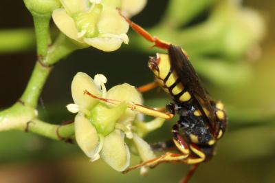  Nomada melathoracica Imhoff, 1834