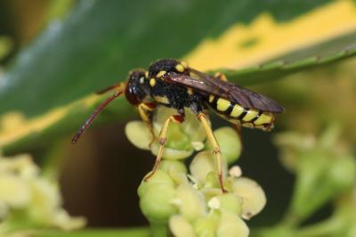  Nomada melathoracica Imhoff, 1834