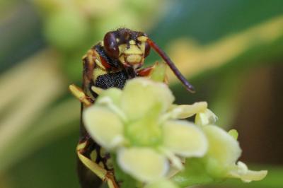  Nomada melathoracica Imhoff, 1834