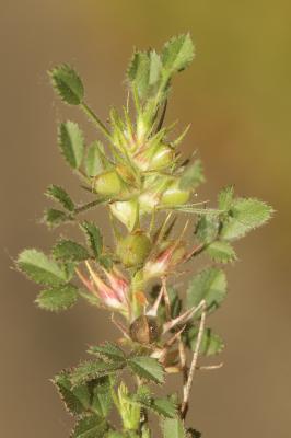 Bugrane naine, Ononis de Colonna, Ononis grêle, Bu Ononis pusilla L., 1759