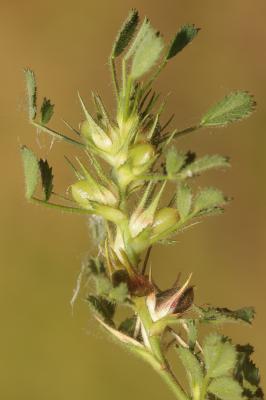 Bugrane naine, Ononis de Colonna, Ononis grêle, Bu Ononis pusilla L., 1759