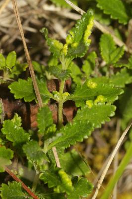  Aculus teucrii (Nalepa, 1892)