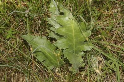 Carline à feuilles d'acanthe, Chardousse, Cardabel Carlina acanthifolia All., 1773
