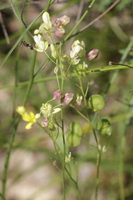  Contarinia nasturtii (Kieffer, 1888)