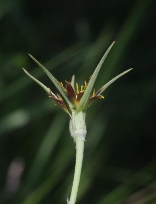 Salsifis à feuilles de crocus Tragopogon crocifolius L., 1759