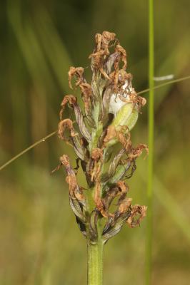 Orchis pyramidal, Anacamptis en pyramide Anacamptis pyramidalis (L.) Rich., 1817