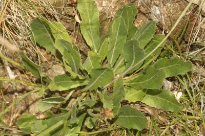 Crepide blanche, Crépide blanchâtre Crepis albida Vill., 1779