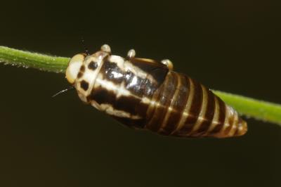 Lepyronia coleoptrata (Linnaeus, 1758)