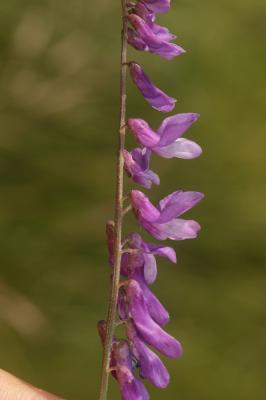 Vesce à petites feuilles Vicia tenuifolia Roth, 1788