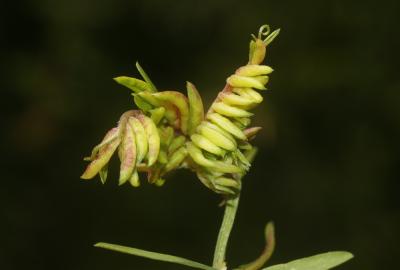  Dasineura viciae (Kieffer, 1888)