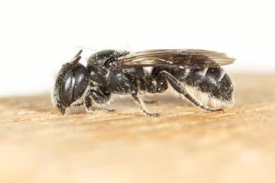  Hoplitis leucomelana (Kirby, 1802)