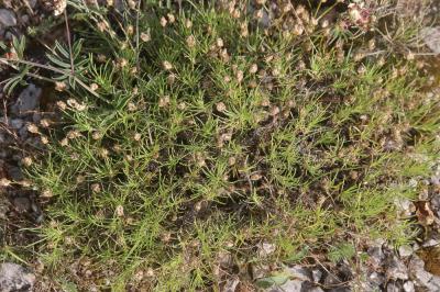 Œil de chien, Plantain toujours vert Plantago sempervirens Crantz, 1766