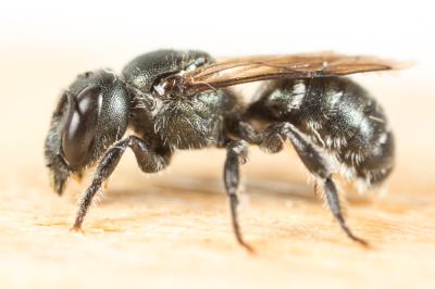  Osmia gallarum Spinola, 1808