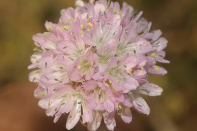 Armérie faux-plantain, Armérie des sables Armeria arenaria (Pers.) Schult., 1820