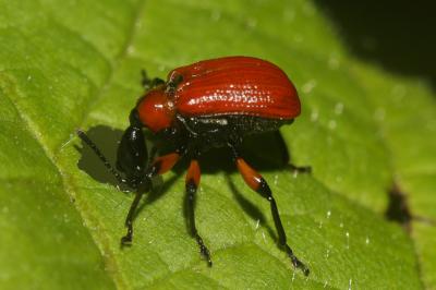  Apoderus coryli (Linnaeus, 1758)