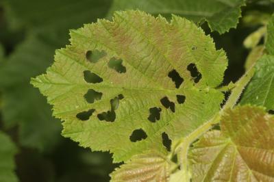 Apoderus coryli (Linnaeus, 1758)