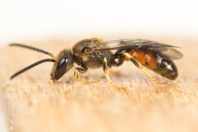  Lasioglossum albipes (Fabricius, 1781)