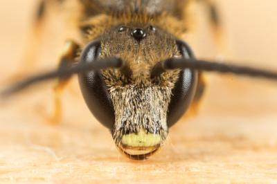  Lasioglossum albipes (Fabricius, 1781)