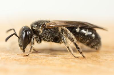  Lasioglossum Curtis, 1833
