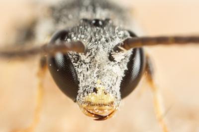  Lasioglossum calceatum (Scopoli, 1763)