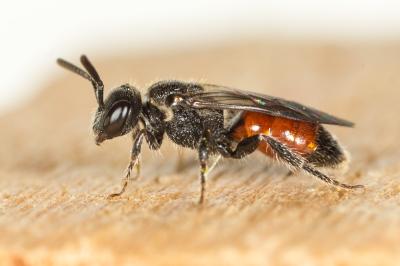  Sphecodes intermedius Blüthgen, 1923