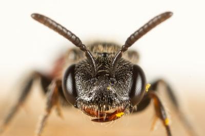  Sphecodes intermedius Blüthgen, 1923
