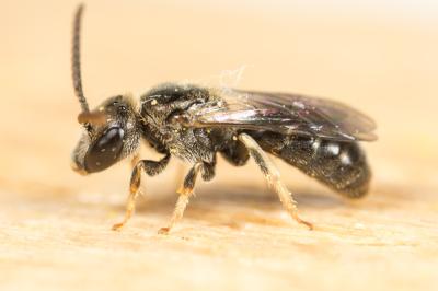  Lasioglossum Curtis, 1833
