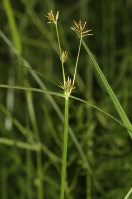 Souchet long, Souchet odorant Cyperus longus L., 1753