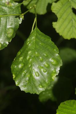  Acalitus brevitarsus (Fockeu, 1890)