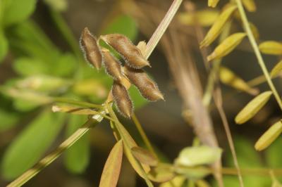 Vesce hérissée, Ers velu Vicia hirsuta (L.) Gray, 1821