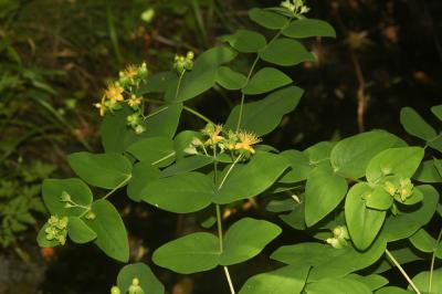 Millepertuis Androsème Hypericum androsaemum L., 1753