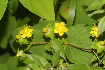 Millepertuis Androsème Hypericum androsaemum L., 1753