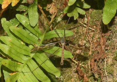 Cousin, Faucheux Tipula maxima Poda, 1761
