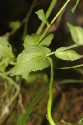 Tabouret d'Occitanie Noccaea caerulescens subsp. occitanica (Jord.) Kerguélen, 1993