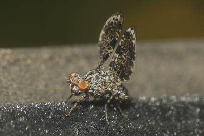  Callopistromyia annulipes (Macquart, 1855)