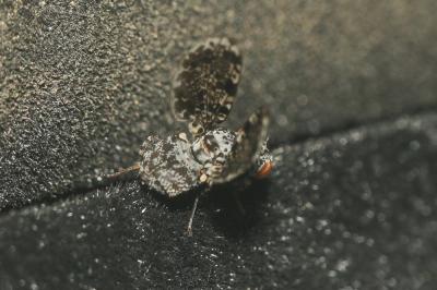  Callopistromyia annulipes (Macquart, 1855)