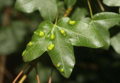  Aceria monspessulani (Cecconi, 1903)