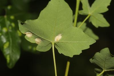  Aceria monspessulani (Cecconi, 1903)