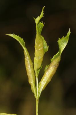  Dasineura rosae (Bremi, 1847)