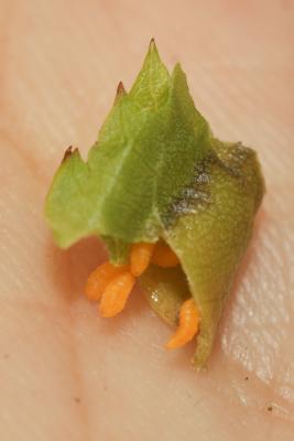  Dasineura rosae (Bremi, 1847)