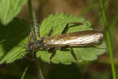  Perlidae Latreille, 1802