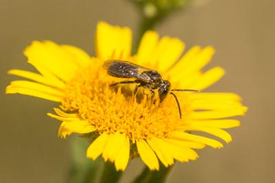  Lasioglossum Curtis, 1833