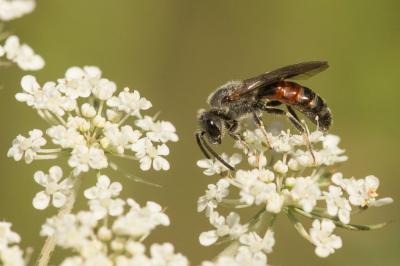  Lasioglossum nigripes (Lepeletier, 1841)
