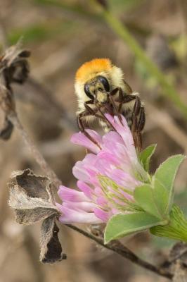 Bourdon des champs Bombus pascuorum (Scopoli, 1763)