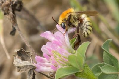 Bourdon des champs Bombus pascuorum (Scopoli, 1763)