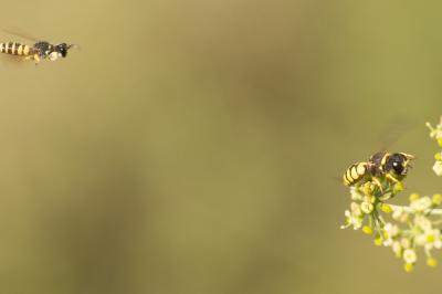  Lestica clypeata (Schreber, 1759)