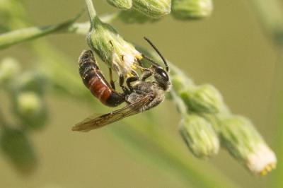  Lasioglossum nigripes (Lepeletier, 1841)