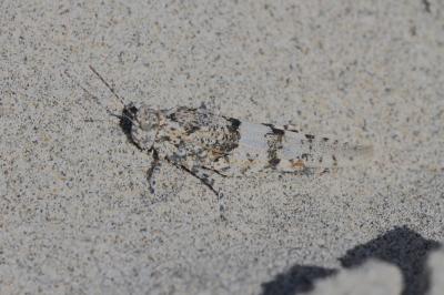  Sphingonotus Fieber, 1853