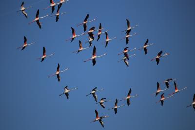 Flamant rose Phoenicopterus roseus Pallas, 1811
