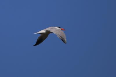 Sterne caspienne Hydroprogne caspia (Pallas, 1770)
